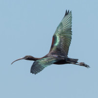 Green Ibis